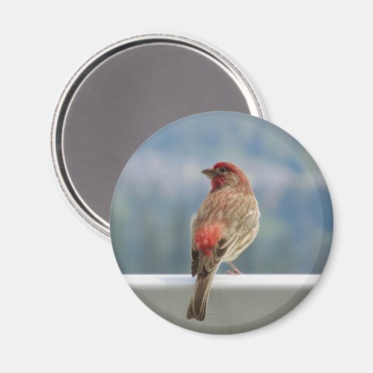 Red Finch Checking out the View. Magneet (Voorkant / Achterkant)