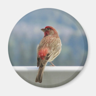 Red Finch Checking out the View. Magneet