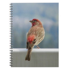 Red Finch Checking out the View. Notitieboek