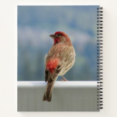 Red Finch Checking out the View. Notitieboek (Achterkant)