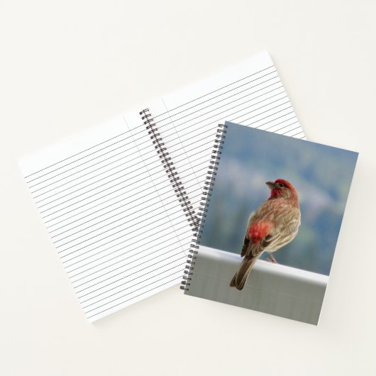 Red Finch Checking out the View. Notitieboek (Binnen)