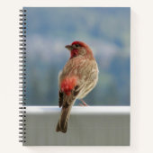 Red Finch Checking out the View. Notitieboek (Voorkant)