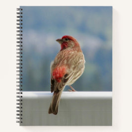 Red Finch Checking out the View. Notitieboek
