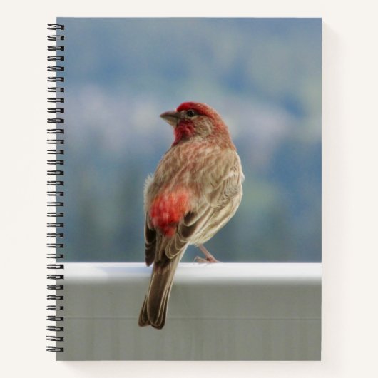 Red Finch Checking out the View. Notitieboek (Voorkant)