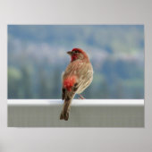 Red Finch Checking out the View. Poster (Voorkant)