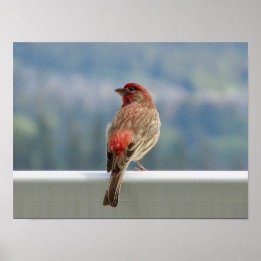 Red Finch Checking out the View. Poster (Voorkant)