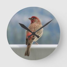 Red Finch Checking out the View. Ronde Klok