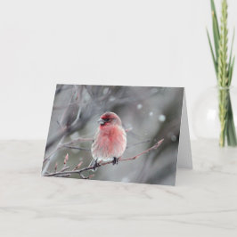 Red Finch Foto van Kerstmis Feestdagen Kaart