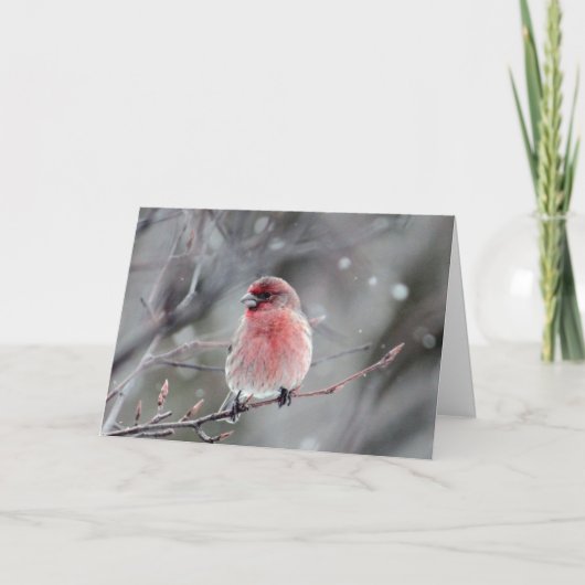 Red Finch Foto van Kerstmis Feestdagen Kaart (Voorkant)