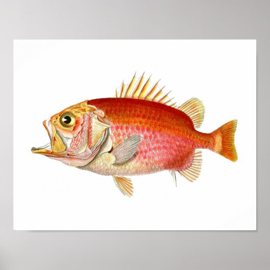 Red Fish Antiek Fish Print nr. 6 Beach Decor (Voorkant)