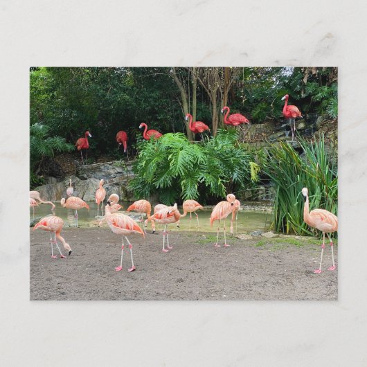 "Red Flamingos" en roze Flamingos Briefkaart (Voorkant)