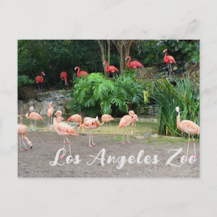 "Red Flamingos" en roze Flamingos in de dierentuin Briefkaart