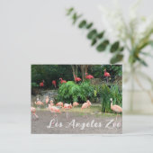"Red Flamingos" en roze Flamingos in de dierentuin Briefkaart (Staand voorkant)