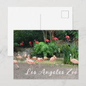 "Red Flamingos" en roze Flamingos in de dierentuin Briefkaart (Voorkant / Achterkant)
