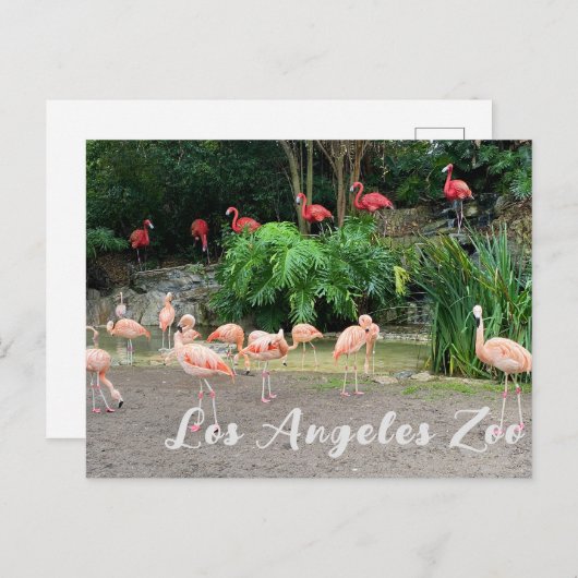 "Red Flamingos" en roze Flamingos in de dierentuin Briefkaart (Voorkant / Achterkant)
