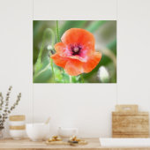 Red Flanders Poppy Poster (Keuken)