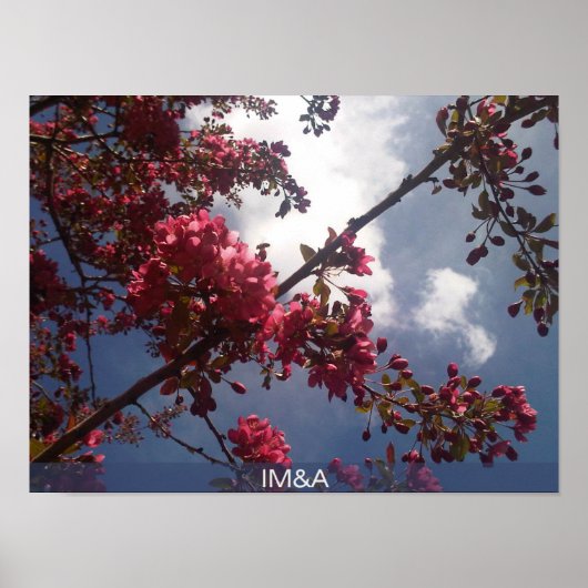 Red Floral Blossom 2 Poster (Voorkant)