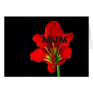 Red Floral Mum