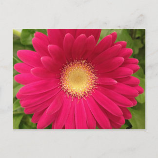 Red Flower Frameable Post Card 7x5 Briefkaart