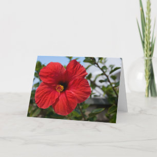 Red Flower Photo Blank Card Kaart