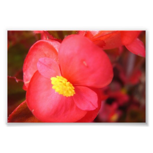 Red Flower Print Foto Afdruk (Voorkant)