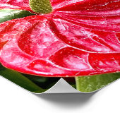 Red Flower Puerto Vallarta Poster (Hoek)