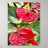 Red Flower Puerto Vallarta Poster (Voorkant)