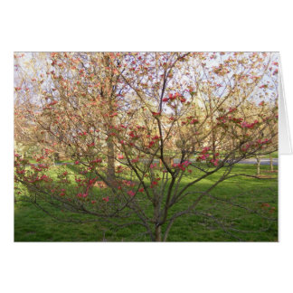 Red Flowering Dogwood