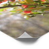 Red Flowering Quince Spring Flower Blossom Poster (Hoek)