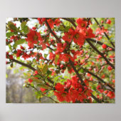 Red Flowering Quince Spring Flower Blossom Poster (Voorkant)