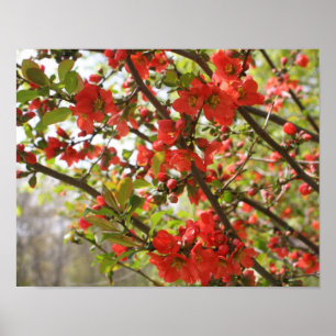 Red Flowering Quince Spring Flower Blossom Poster