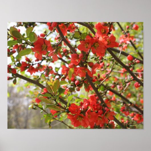 Red Flowering Quince Spring Flower Blossom Poster (Voorkant)