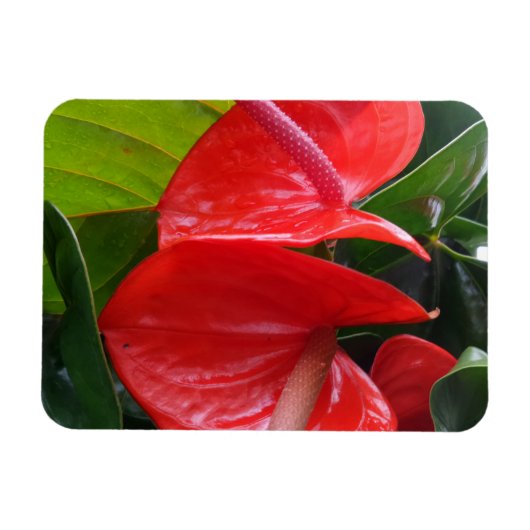 Red Flowers 3"x4" Magnet Magneet (Horizontaal)
