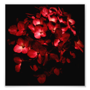 Red Flowers Bouquet in Black Background Photo Foto Afdruk