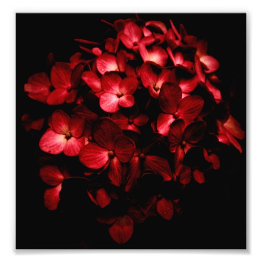 Red Flowers Bouquet in Black Background Photo Foto Afdruk (Voorkant)