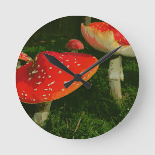 Red Fly Agaric Amanita Muscaria Paddenstoelen Foto Ronde Klok