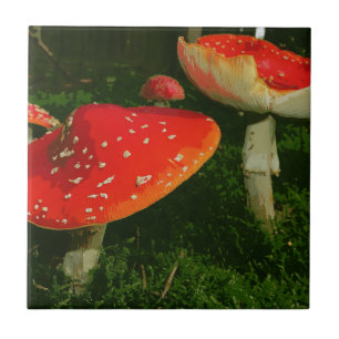 Red Fly Agaric Amanita Muscaria Paddenstoelen Foto Tegeltje