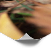 Red Fly Agaric Poster (Hoek)