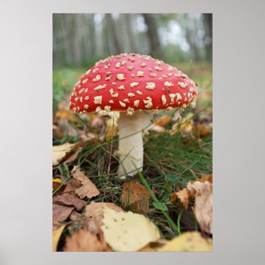 Red Fly Agaric Poster (Voorkant)