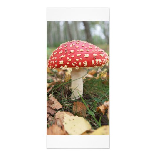 Red Fly Agaric Rack Kaart (Voorkant)