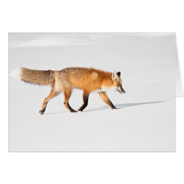 Red Fox (Voorkant Horizontaal)
