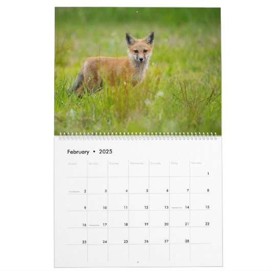 Red Fox 2025 Kalender (Feb 2025)