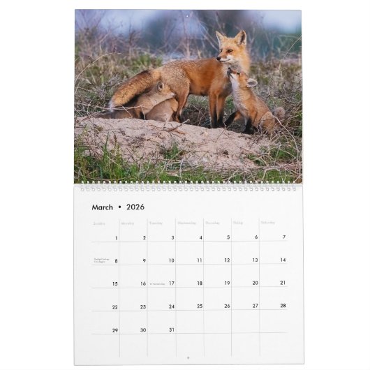 Red Fox 2025 Kalender (Mar 2026)