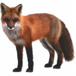 Red Fox 5"x7" Wildlife Ornament Fotobeeldje Ornament<br><div class="desc">Als je van natuur,  wildstand en rode vos houdt,  dan is dit ornament voor jou. Decoreer je kerstboom met een woodachtig thema en dit ornament zal perfect zijn.</div>