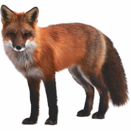 Red Fox 5"x7" Wildlife Ornament Fotobeeldje Ornament