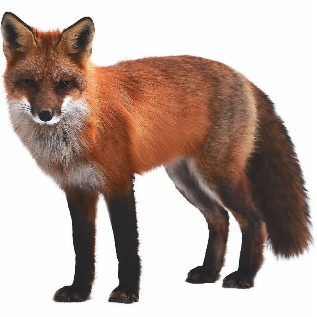 Red Fox 5"x7" Wildlife Ornament Fotobeeldje Ornament (Voorkant)