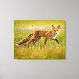 Red Fox Adult Canvas Afdrukken