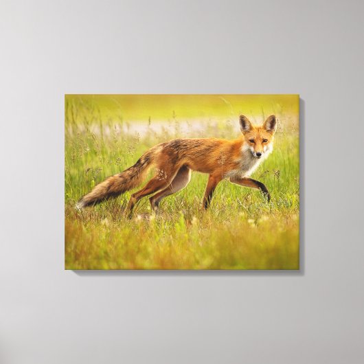 Red Fox Adult Canvas Afdrukken (Voorkant)