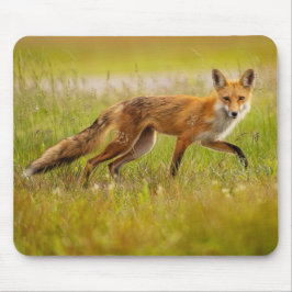 Red Fox Adult Muismat