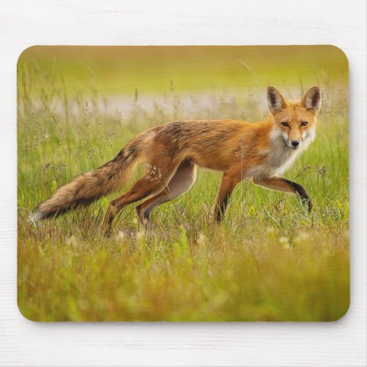 Red Fox Adult Muismat (Voorkant)
